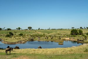 Mara Kati Kati Tented Camp Waterhole