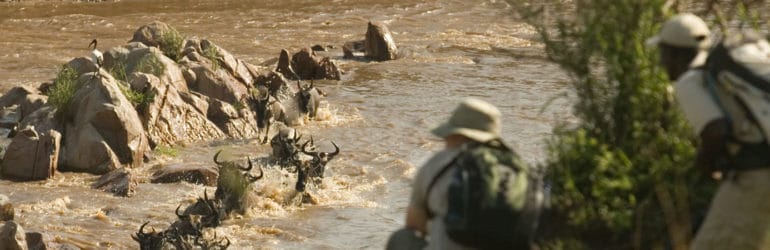 Migration Walking Safari Riverside