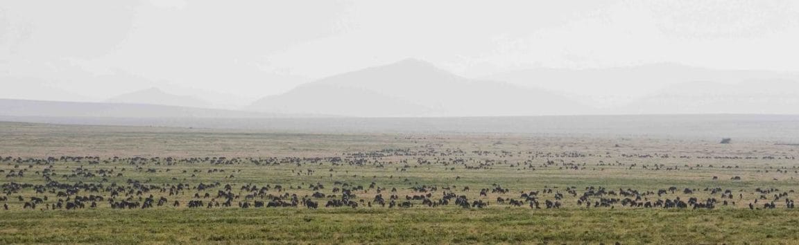 Ndutu Kati Kati Tented Camp Migration