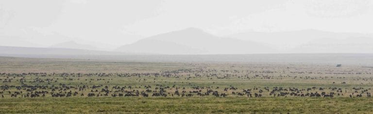 Ndutu Kati Kati Tented Camp Migration