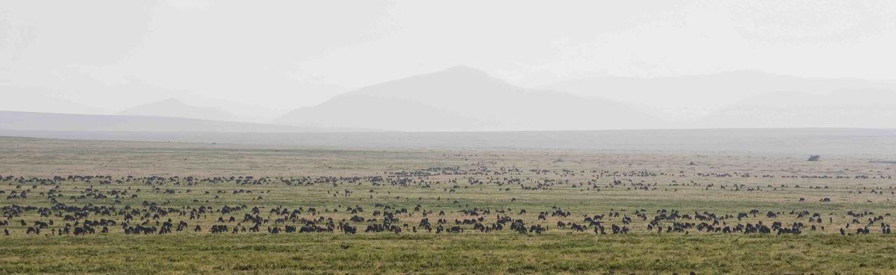 Ndutu Kati Kati Tented Camp, Serengeti National Park, Tanzania