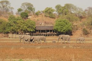 Puku Ridge Elephants Near The Camp