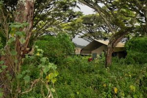 Lemala Ngorongoro Tent