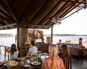 Old Mondoro Elephants Near The Camp