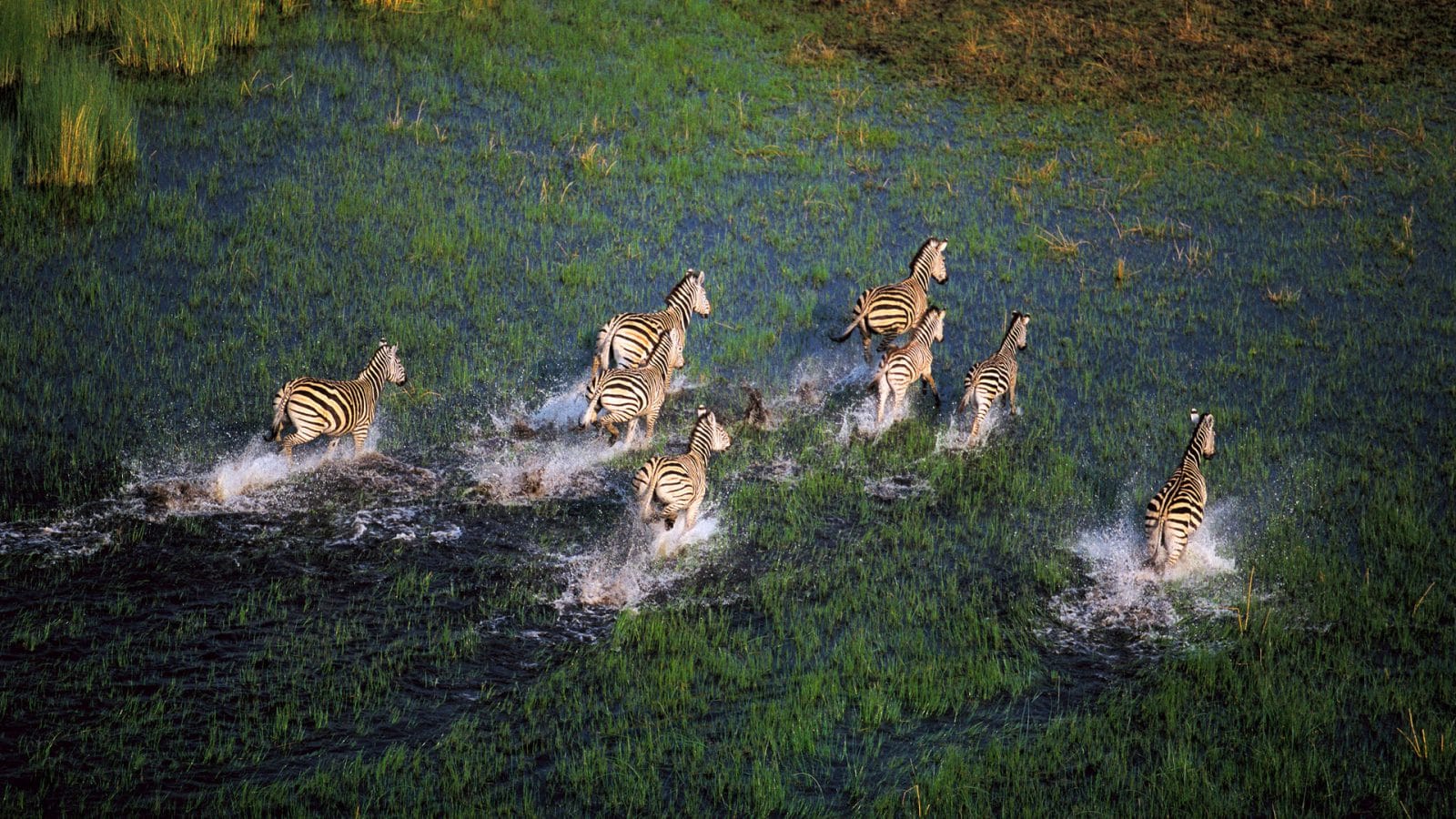 Wildlife In Okavango Delta