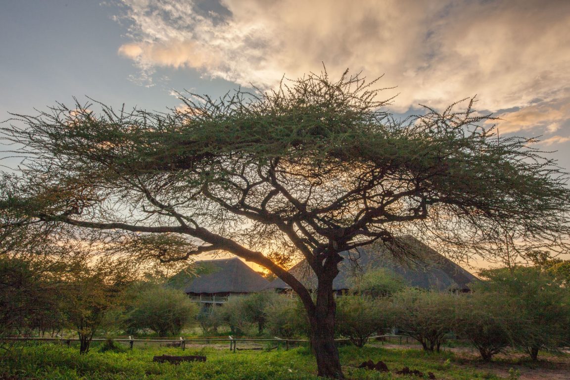 Chobe Bush Lodge View