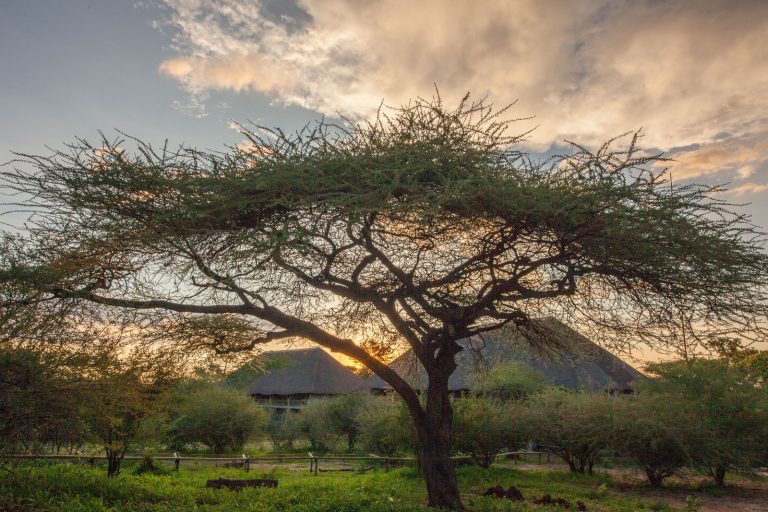 Chobe Bush Lodge View
