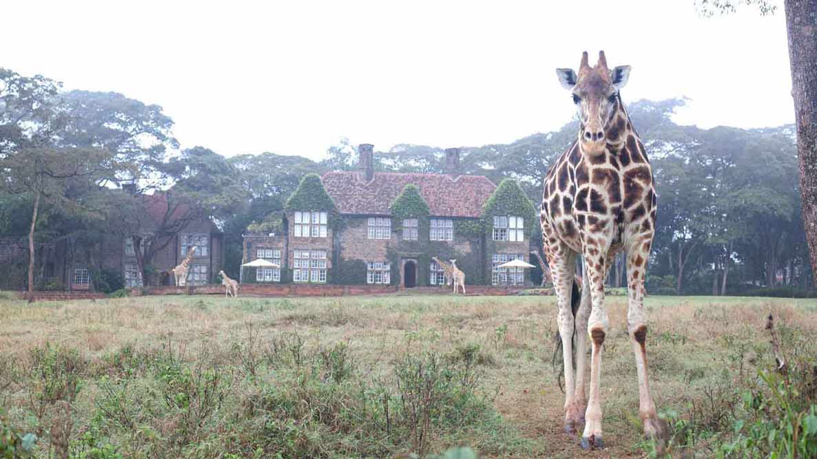 Giraffe Manor View