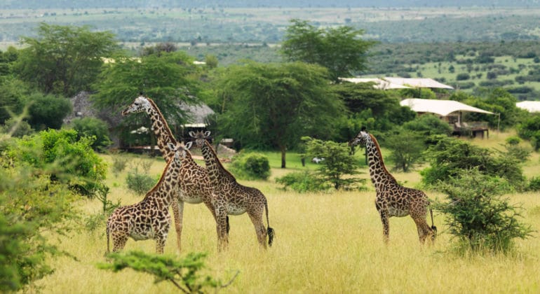 Mara Bushtops Wildlife