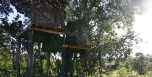 The Nest Tree House