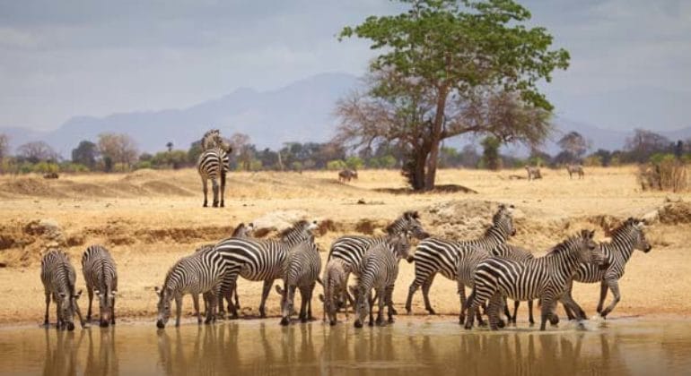 Vuma Hills Tented Camp