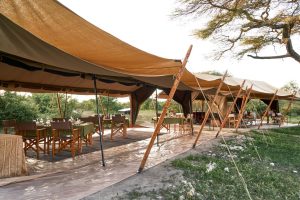 Camp Zebra Lounge
