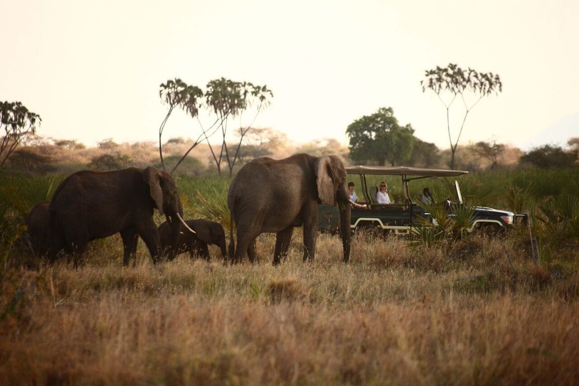 Elsa's Kopje Game Drive