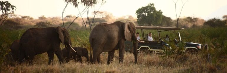 Elsa's Kopje Game Drive