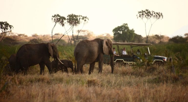 Elsa's Kopje Game Drive