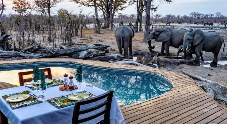Hyena Pan Poolside