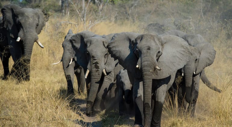 Mapula Lodge Elephants
