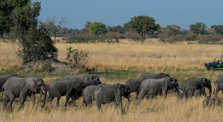 Mapula Lodge Game Drive
