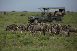 Siringit Serengeti Camp Activities