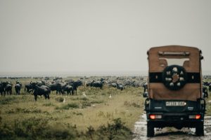 Wayo Little Green Camp Game Drives