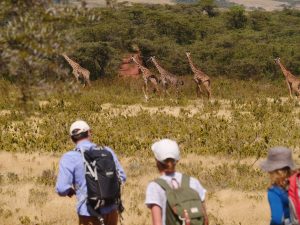 Wayo Little Green Camp Guided Walks