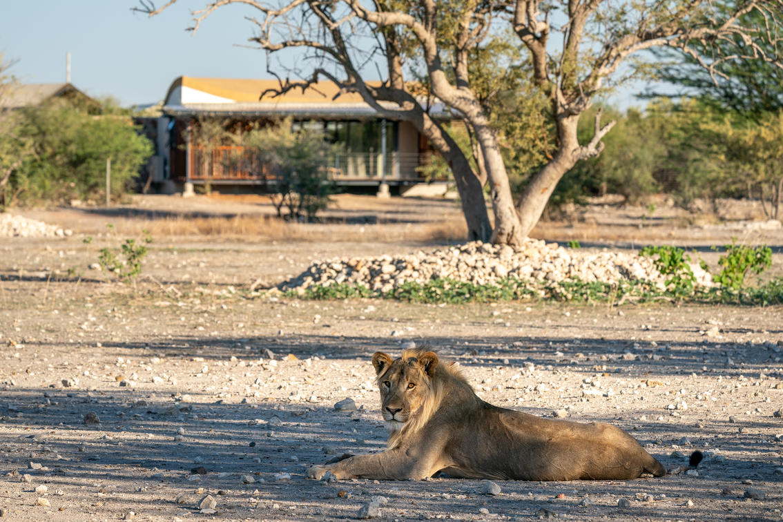 Andersson’s at Ongava, Namibia
