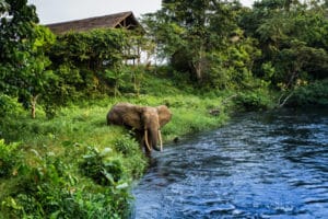 Mboko Camp View With Elephant