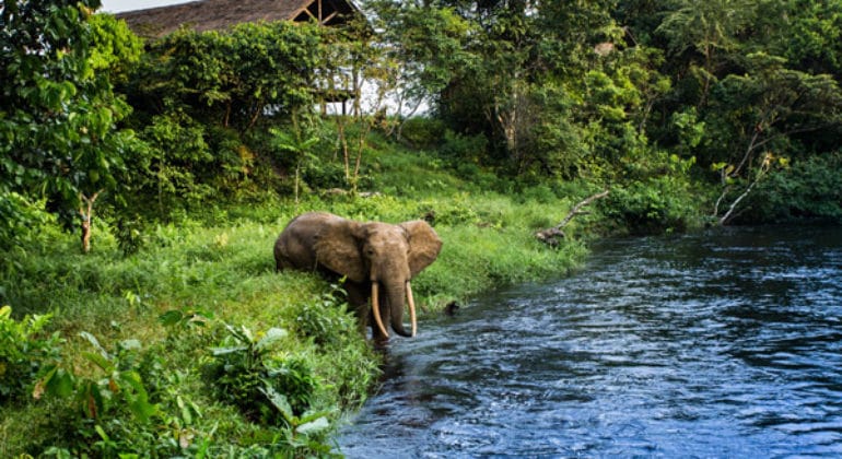 Mboko Camp View With Elephant
