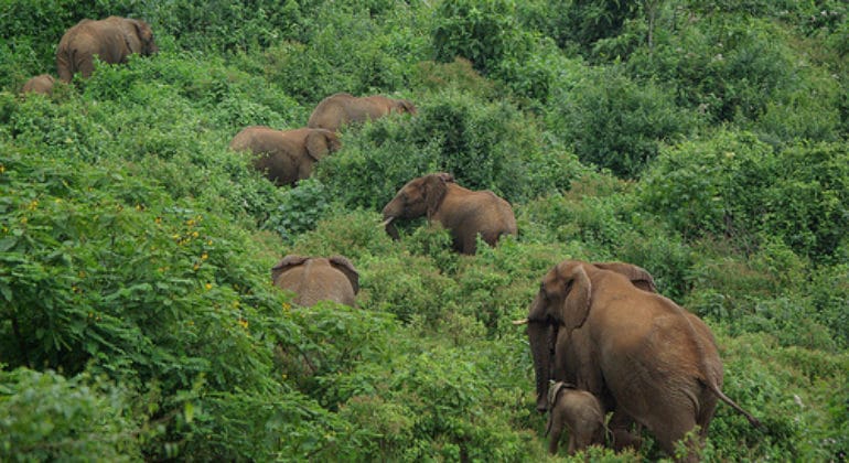 Aberdare National Park