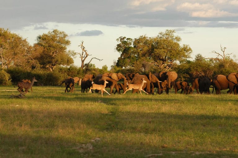 African Bush Camps