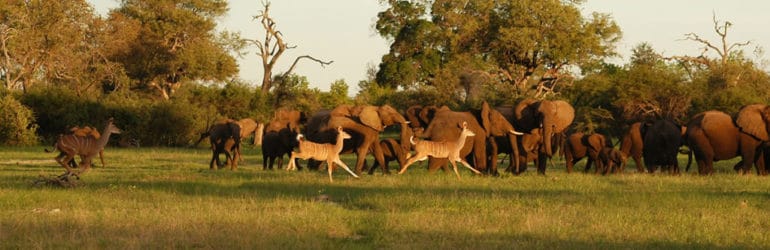 African Bush Camps