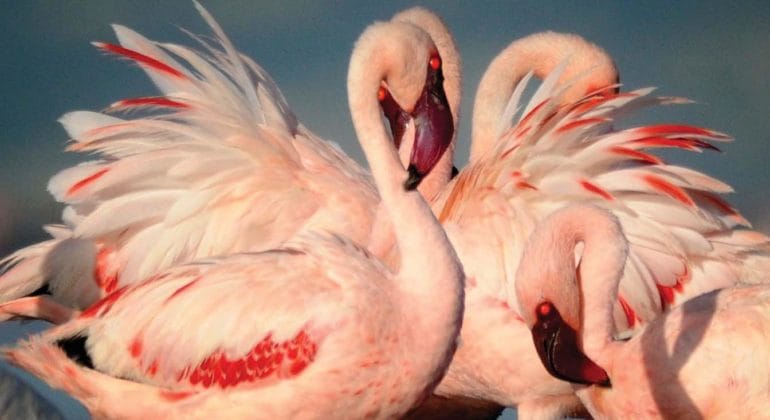 Flamingo Lake Natron