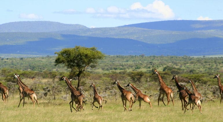 Herd Of Giraffes In Naboisho