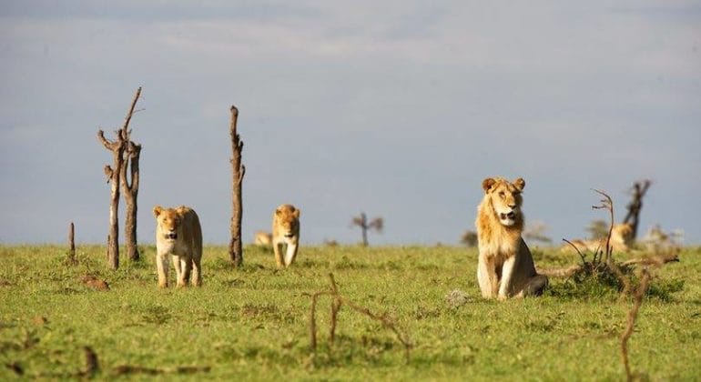 Lions At Ol Pejeta Conservancy