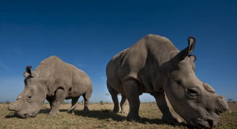 Ol Pejeta Conservancy Rhinos