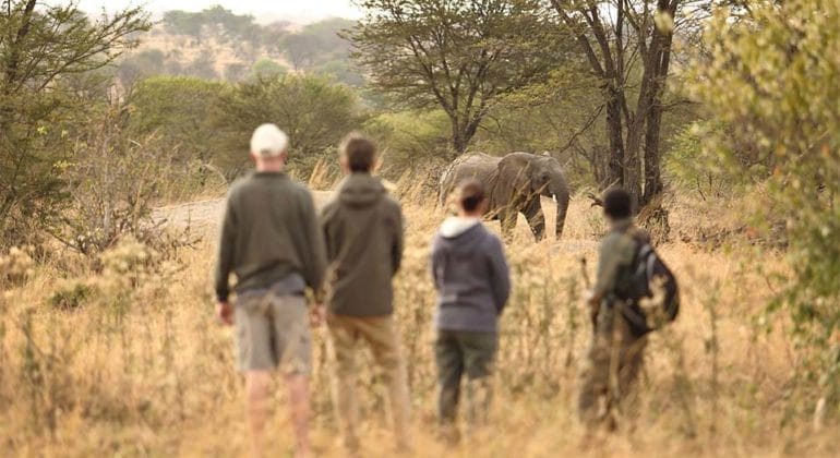 Walking Safari