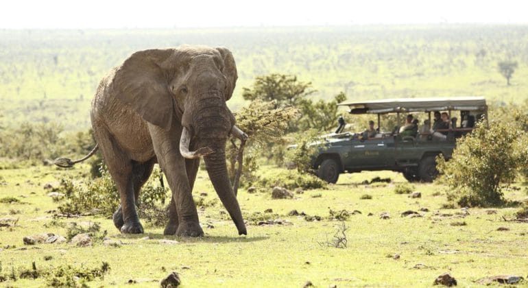 Wildlife In Naboisho 1