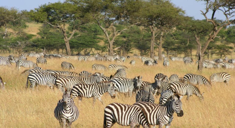 Wildlife In Naboisho 2