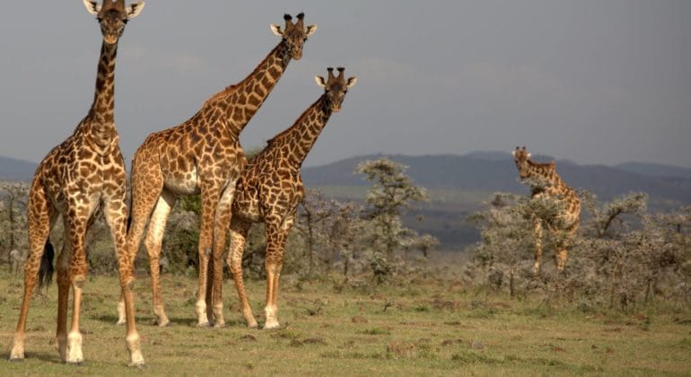 Wildlife In Naboisho