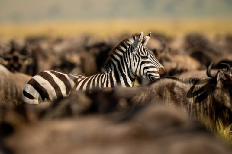 Angama