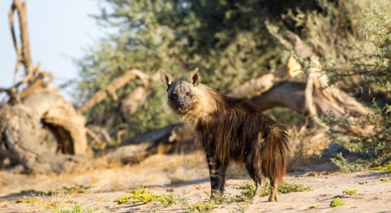 Brown Hyena