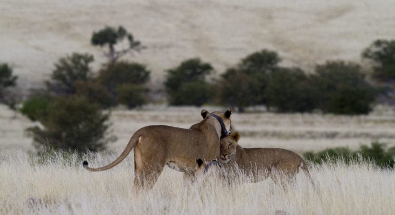 Desert Lion