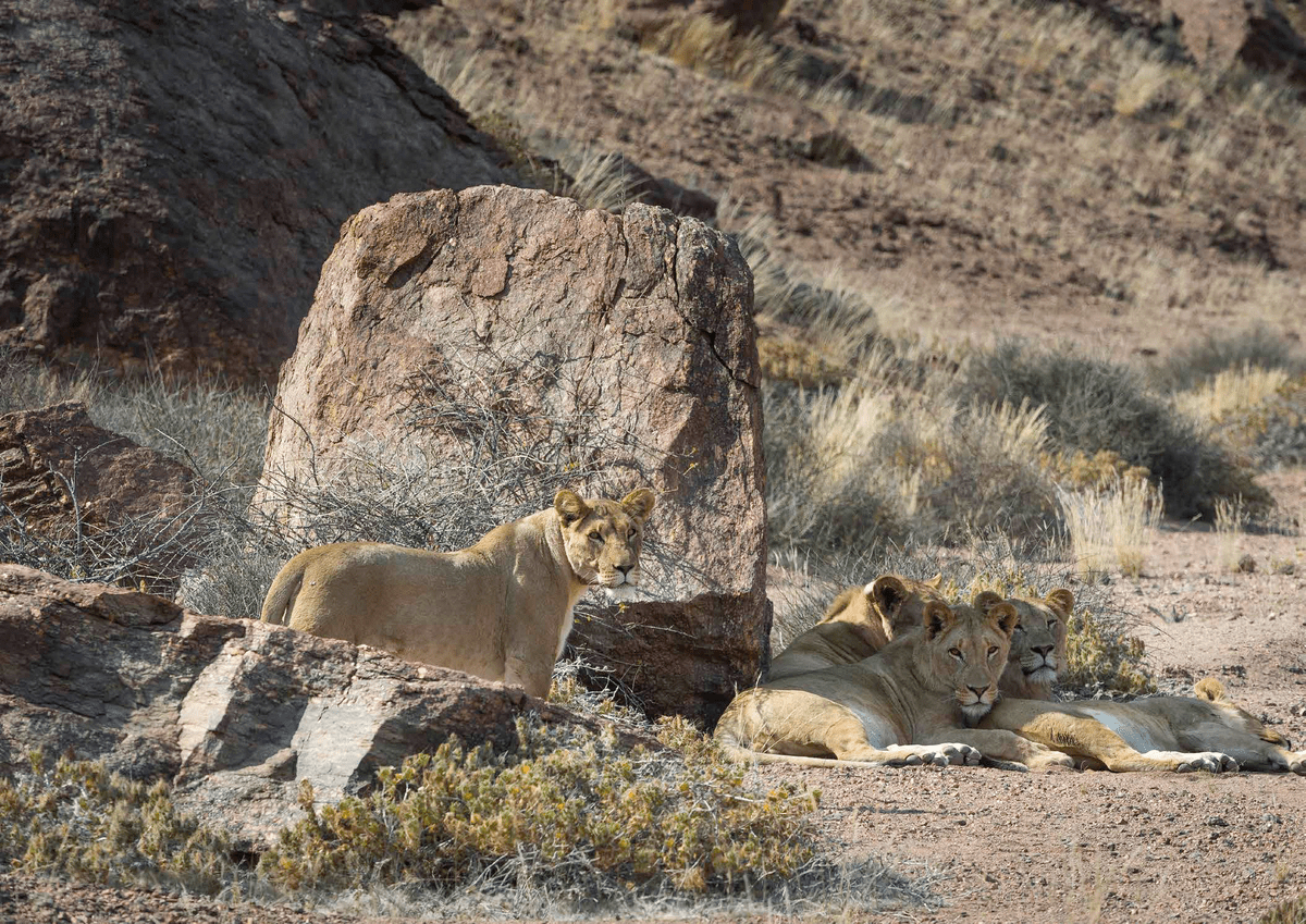 Desert Lion 1