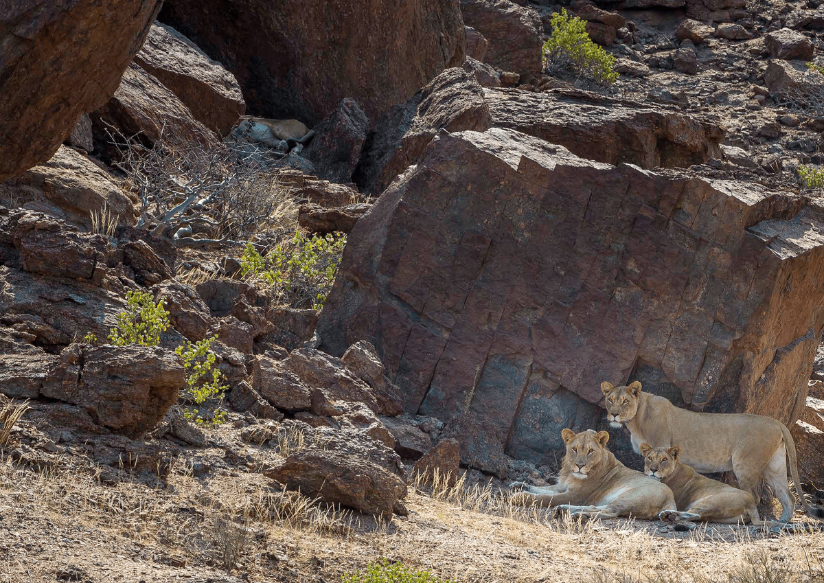 Desert Lion 2