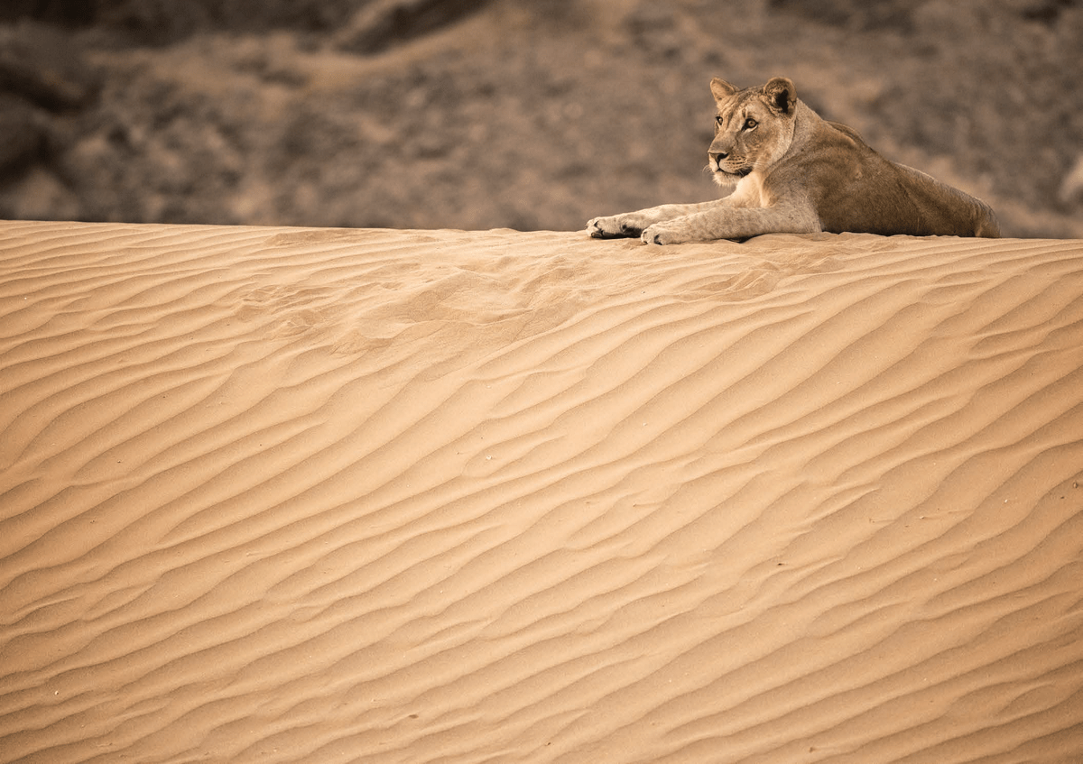 Desert Lion Safari