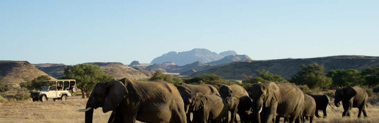 Elephant Herd