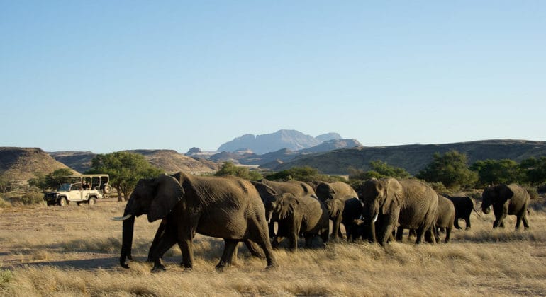 Elephant Herd
