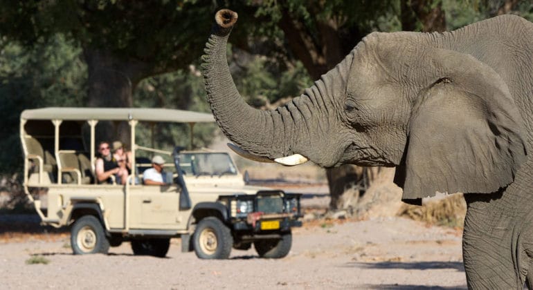 Elephants