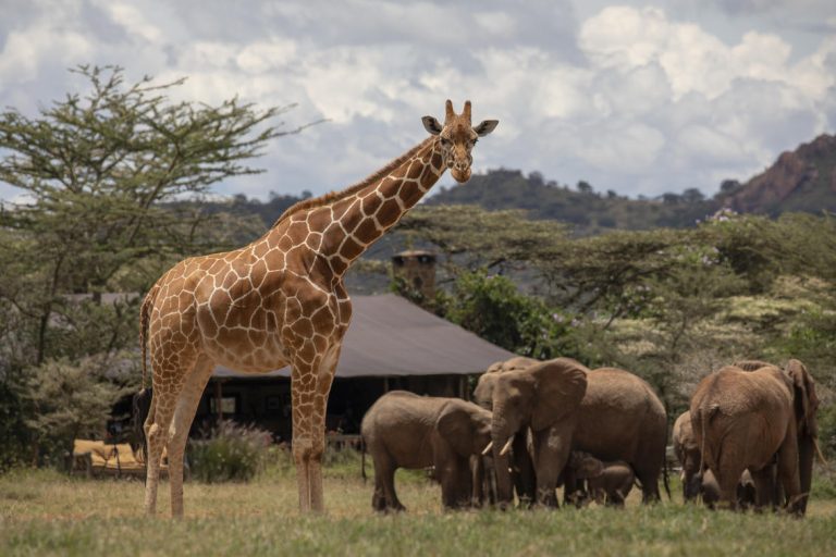Enasoit Camp Wildlife