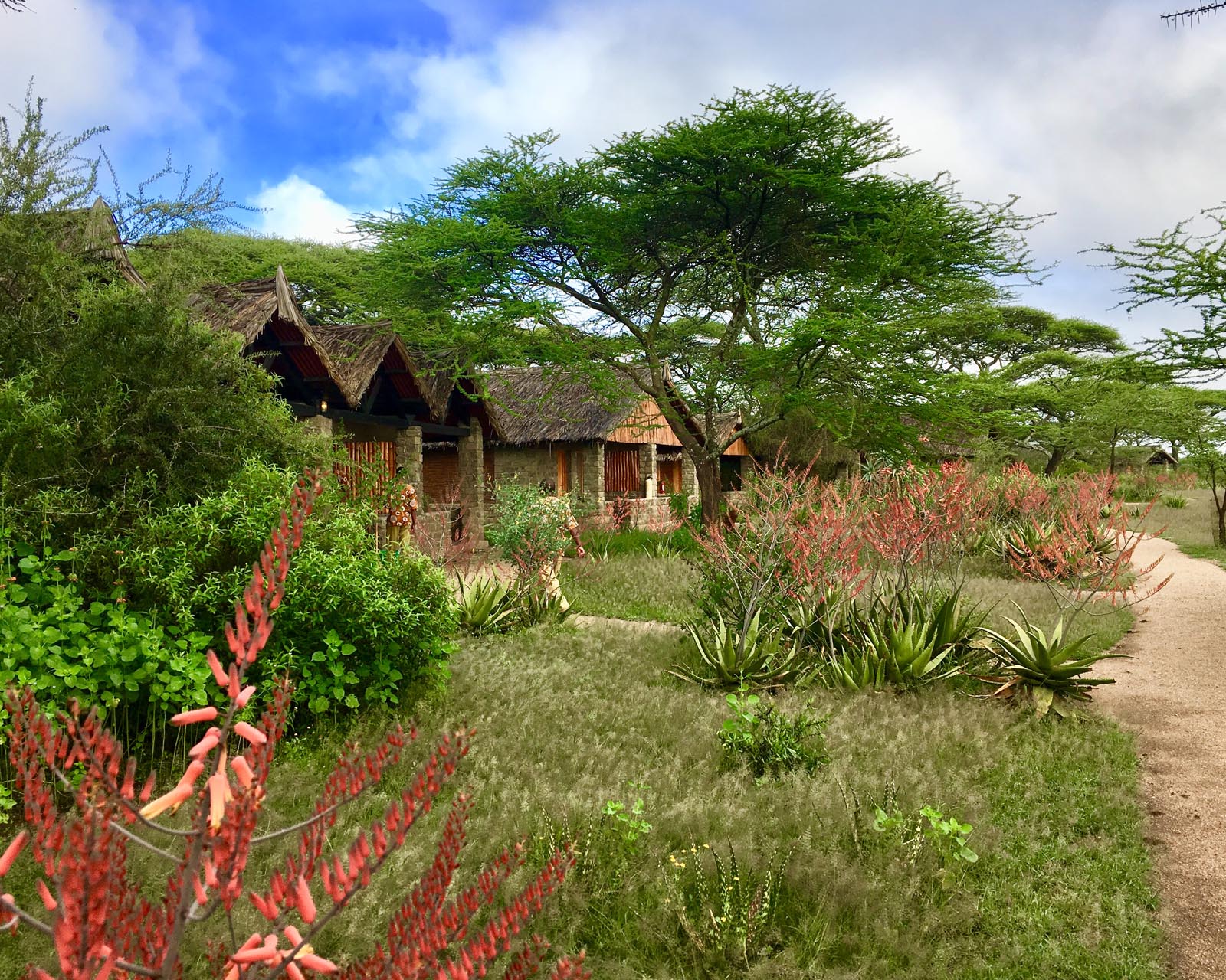 Ndutu Safari Lodge View